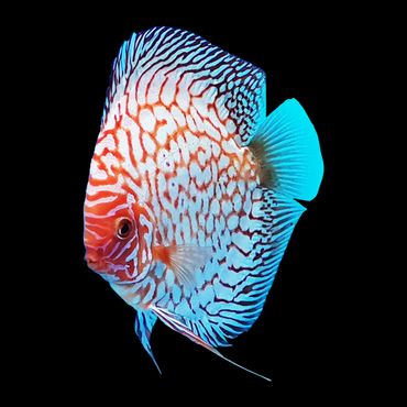 Brightly colored discus fish with intricate blue and red patterns on black background.