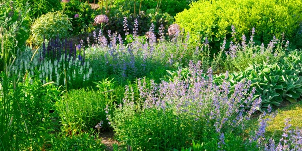 Lush garden with vibrant green foliage and blooming purple flowers under sunlight.