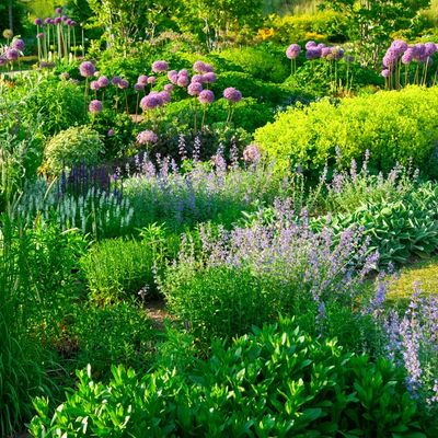 Lush garden bed with vibrant green foliage and purple flowering plants.