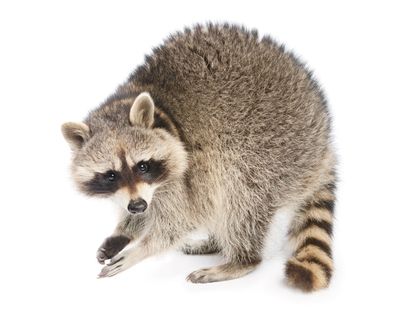 Raccoon removal