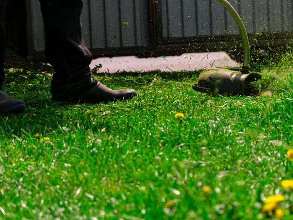 Person trimming grass with a string trimmer in a sunny yard.