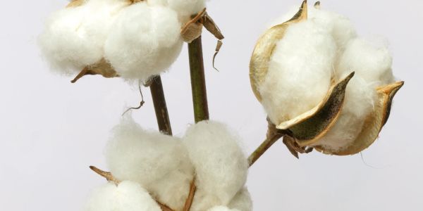 Close-up of cotton bolls on stems against a white background.