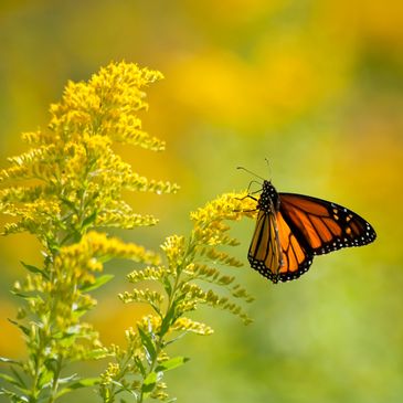 Monarch butterfly on yellow flowers.