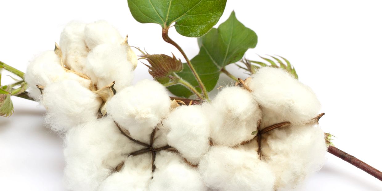 Close-up of a cotton plant with white cotton bolls and green leaves.