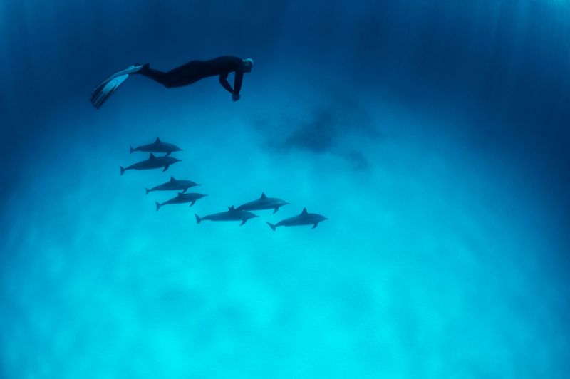 Scuba Diver with school of dolphins in the blue sea.