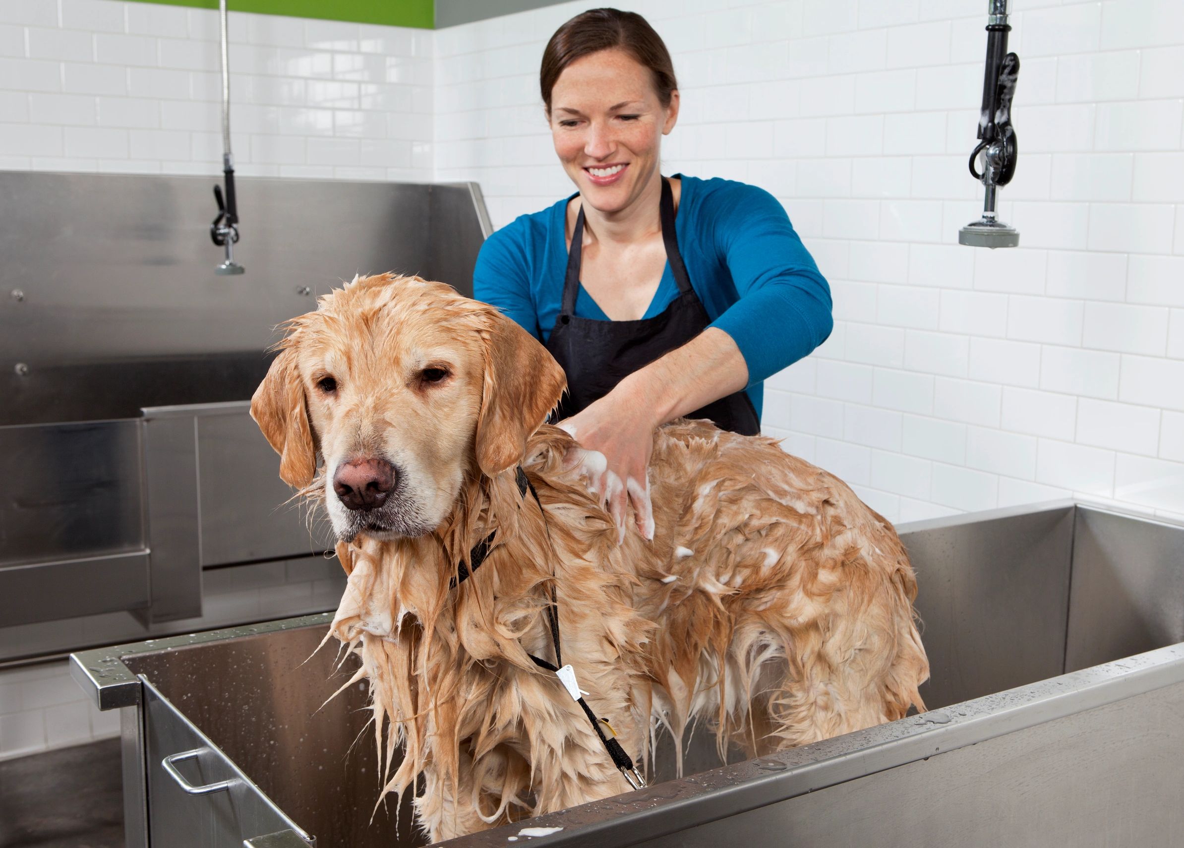 Pet washing