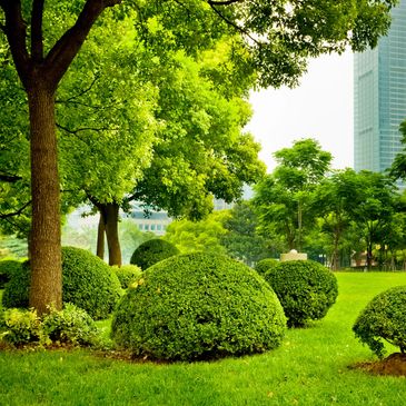 A lush green park with neatly trimmed bushes and tall trees under a clear sky.