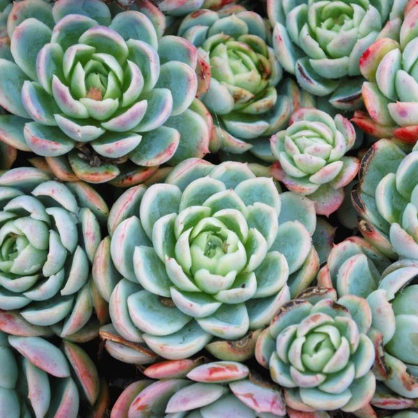 Close-up of green and pink succulents arranged tightly together.