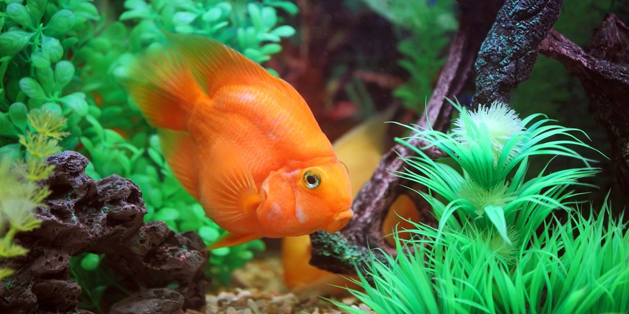 Bright orange fish swimming in a lush green aquarium.