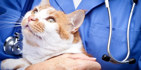 Veterinarian holding a calm orange and white cat during an examination.
