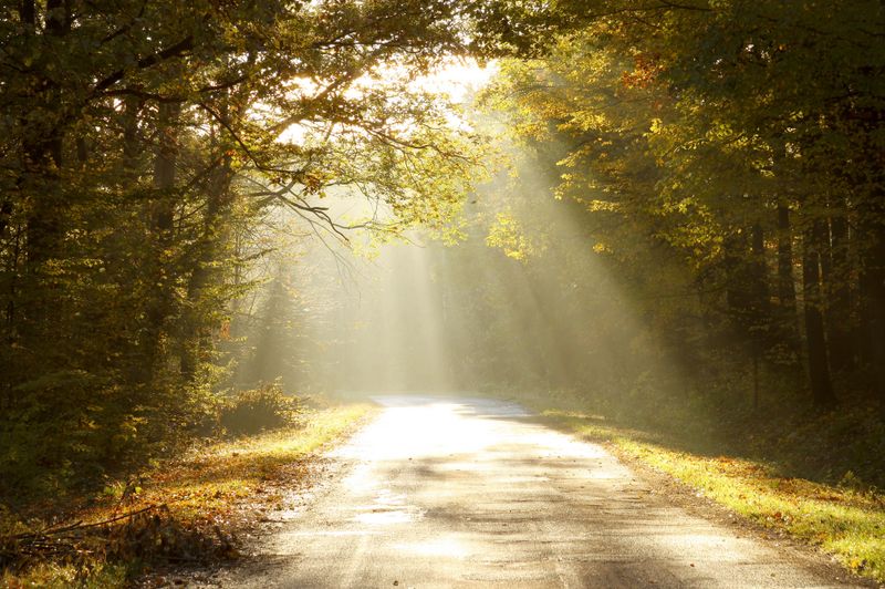 Magic sunlight backlit autumn leaves of trees and falls on the country road through a misty autumn woods.