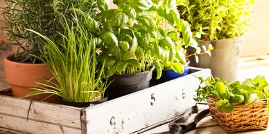 Fresh green herbs in pots on a wooden tray.