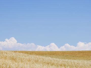 Golden wheat field under a clear blue sky.