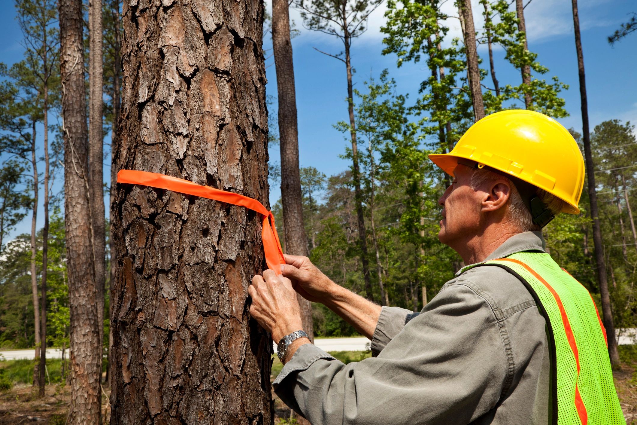 Tree Care Essentials: Safety & Maintenance Guide