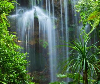 Adventurers exploring lush Costa Rican forest.