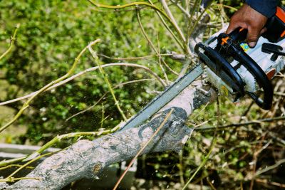 Arborist trimming a tree branch with a chainsaw.