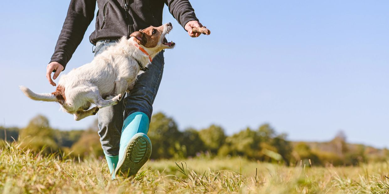 A dog jumps excitedly to catch a stick held by a person outdoors.