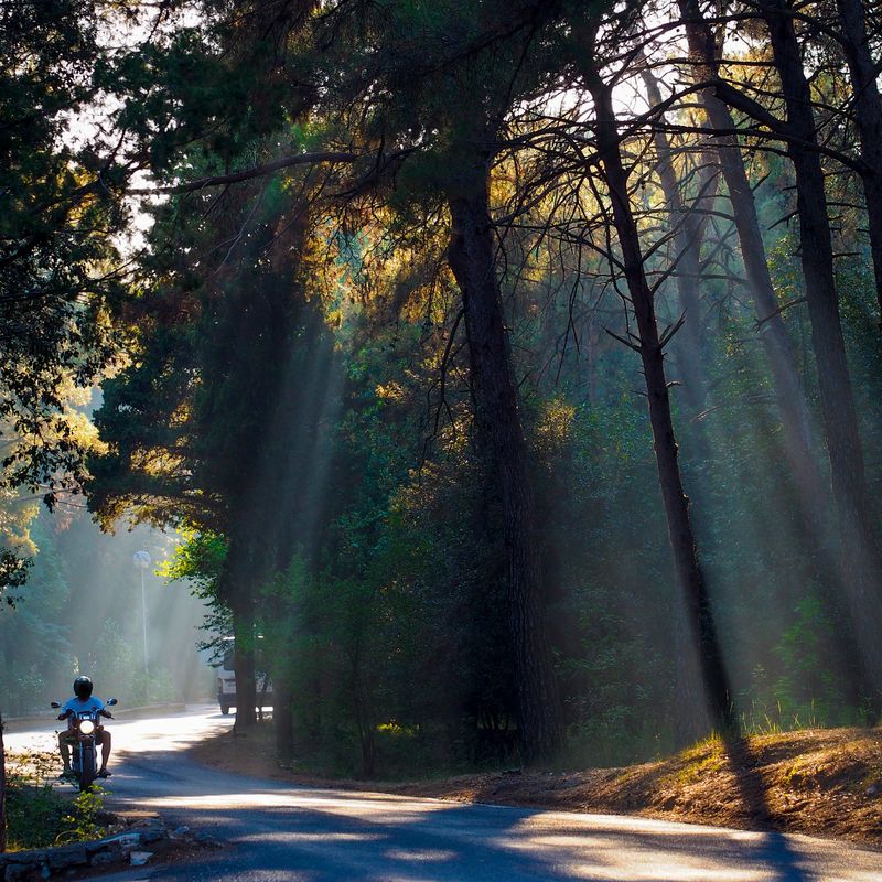 Motorcycle rider riding through a forest.