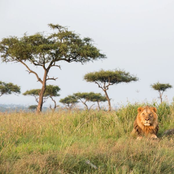 A lion resting in the tall grass of an African savanna with scattered acacia trees.