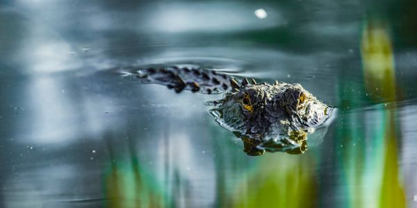 Close-up of a crocodile's head above water.