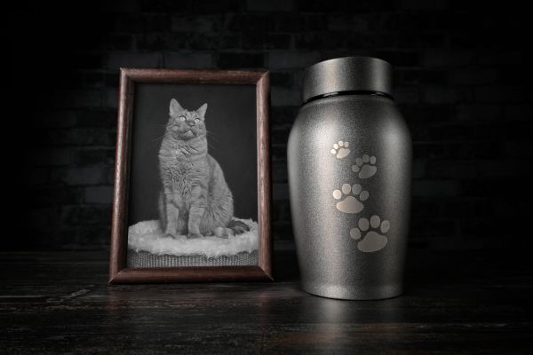 Cat urn and framed photo on table.