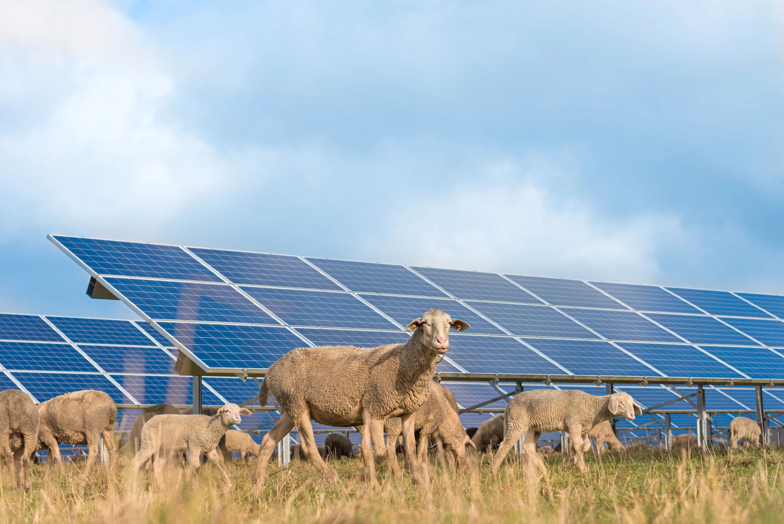 Solar Animal Guard