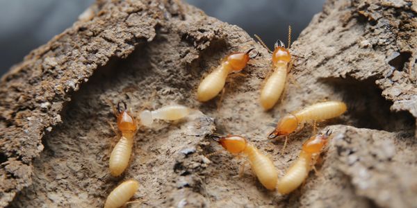 Termites Control Bundaberg 