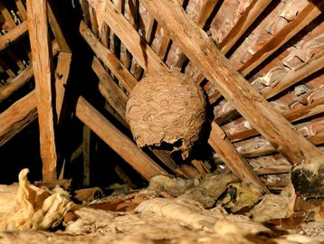 Wasp nest removal