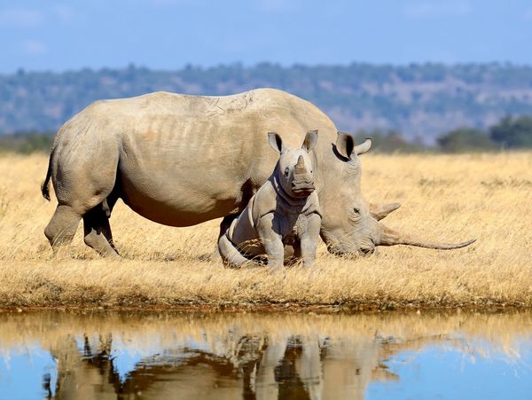 Rhino mum and calf at a watering hole