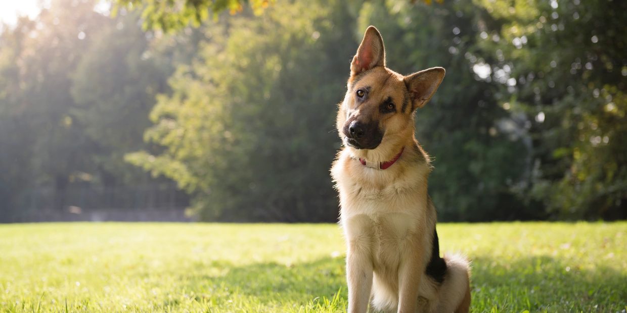 German Shepherd sitting attentively on grass in a sunlit park.