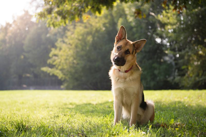 young german shepherd sitting on grass in park and looking with attention at camera, tilting head