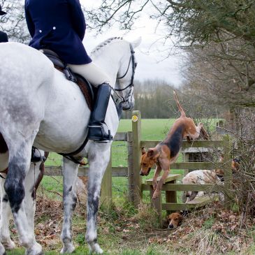 A rider on a white horse watches dogs jump over a fence in the countryside.