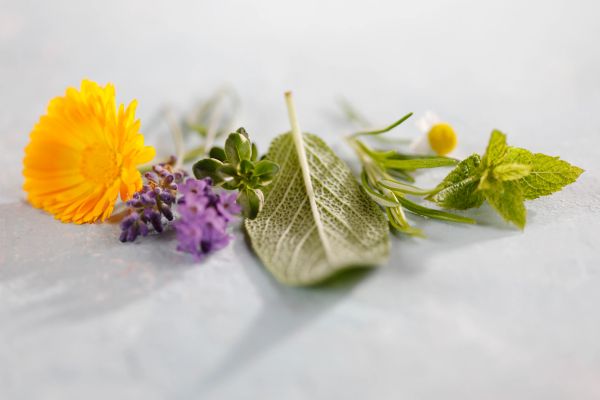 Various fresh herbs and flowers arranged in a row.