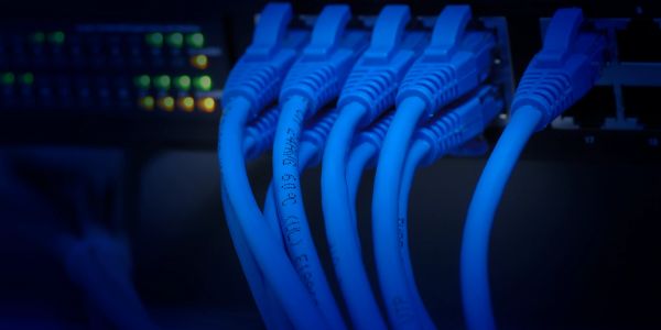 Close-up of blue Ethernet cables plugged into a network switch.
