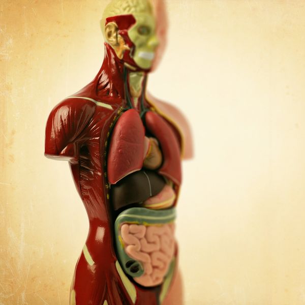 Anatomical model showing human organs and muscles.