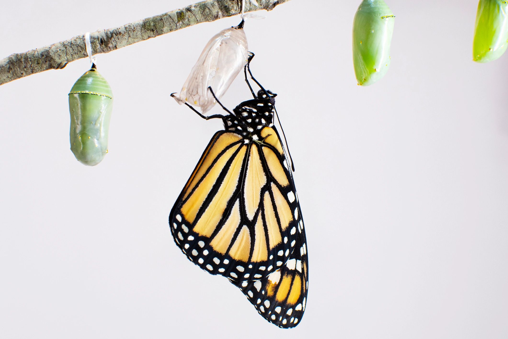A monarch butterfly emerging from its chrysalis on a branch.