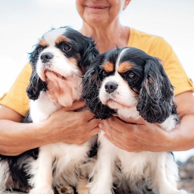 Three Cavalier puppies sitting in a row on a wooden porch. Cavalier Puppies for sale near me