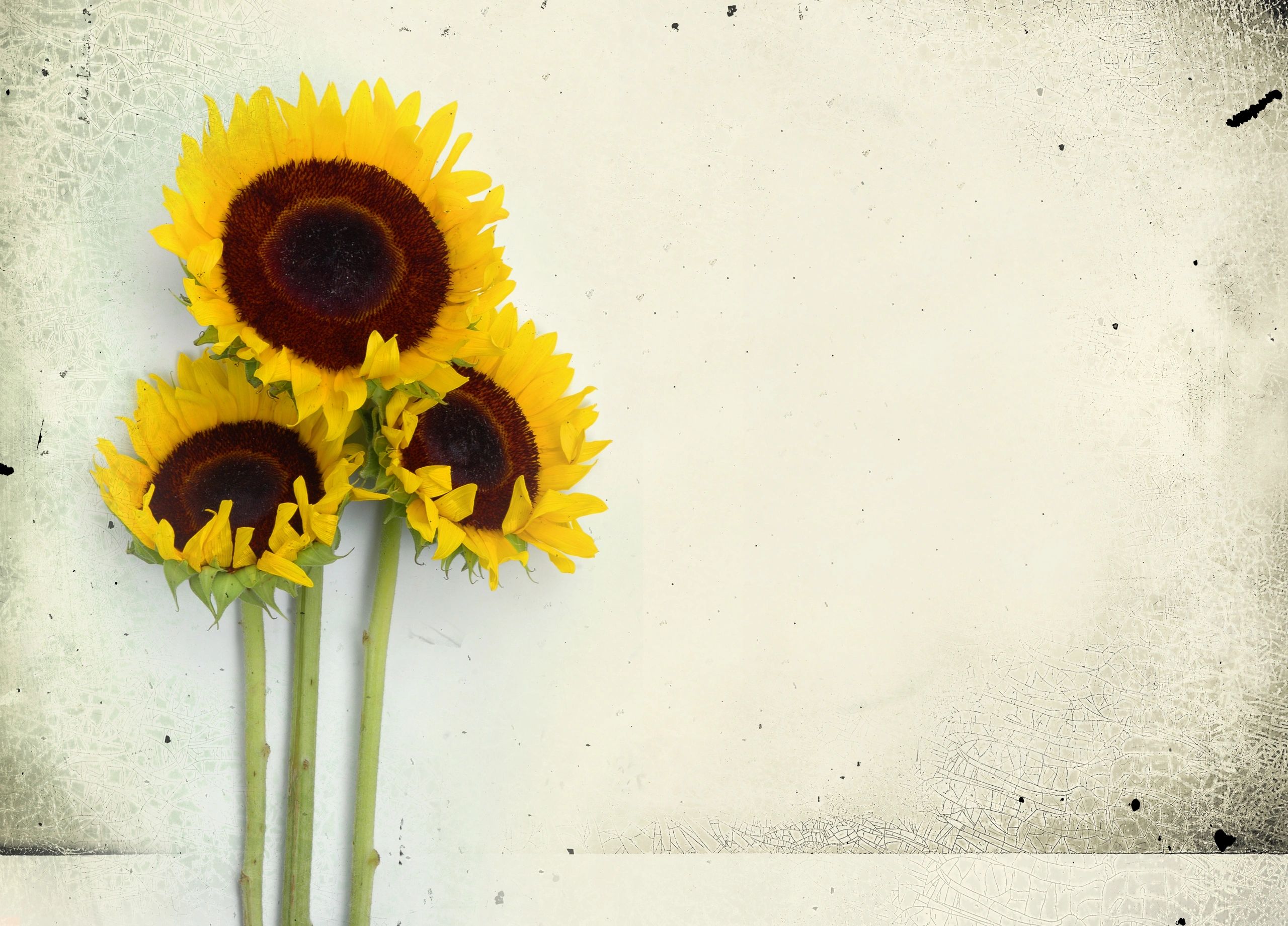 Bright sunflowers blooming in a circular urban planter outside a modern building.
