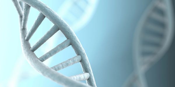 Close-up of a DNA double helix model.