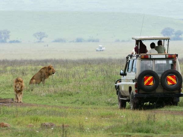 Wildlife game views with www.yaotanzaniasafaris.com