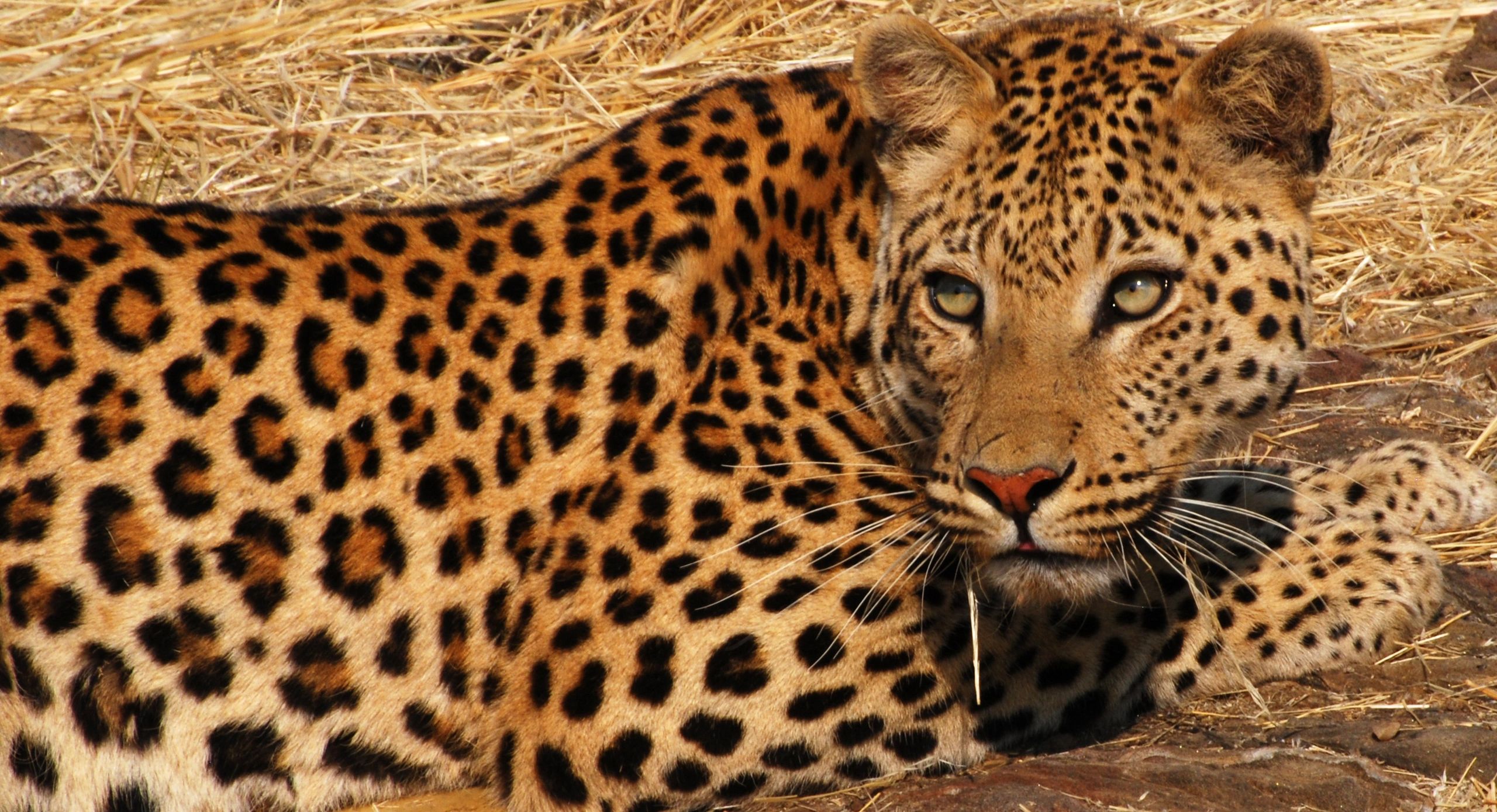 LEOPARD JUMTING IN AFRICAN
