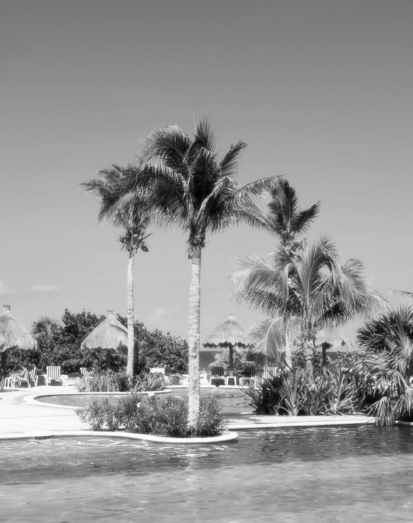 Palm trees by a pool in a tropical resort.