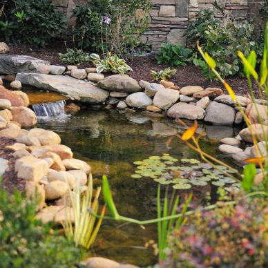 A small garden pond bordered by rocks and plants.
