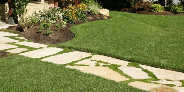 Stone pathway through a lush green lawn beside a flower bed.