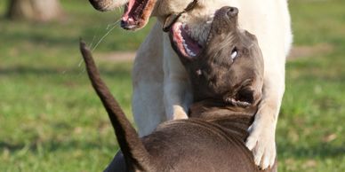 Women cuddling a happy French bulldog outdoors.