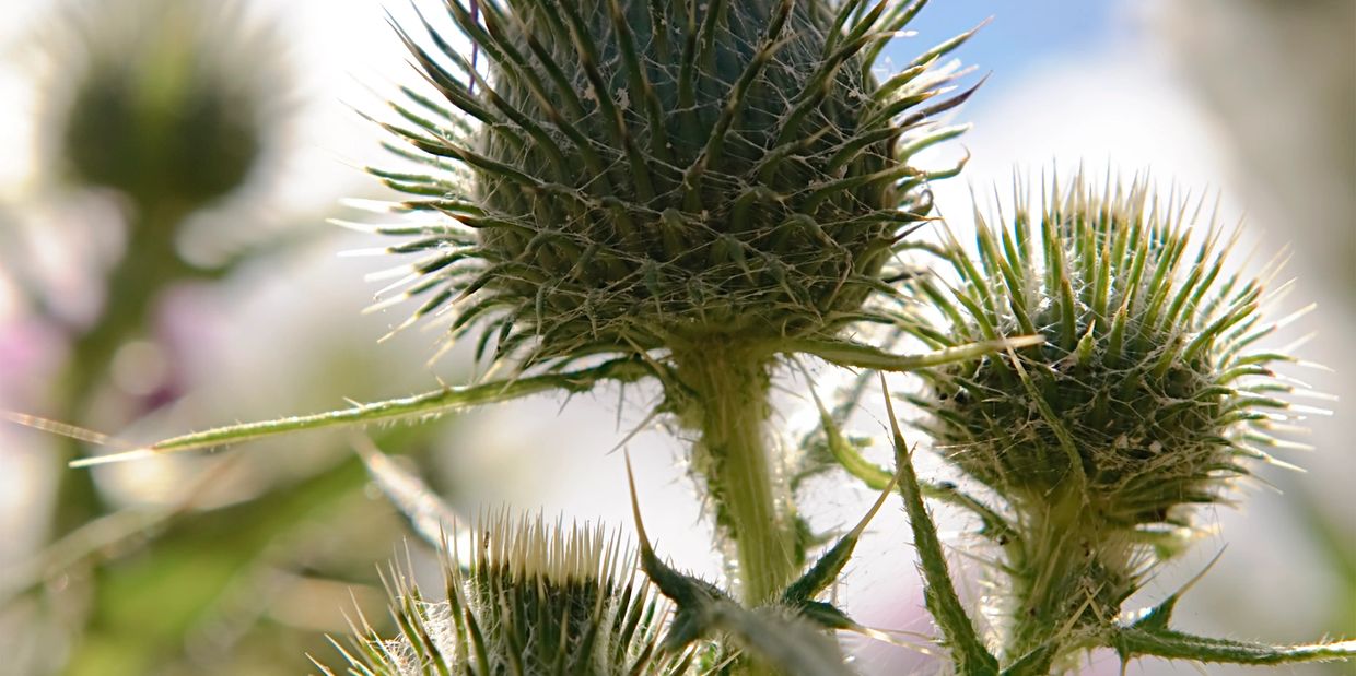 Scotch thistles