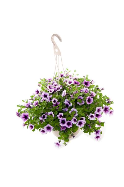 Flower pot with purple and white flowers.
