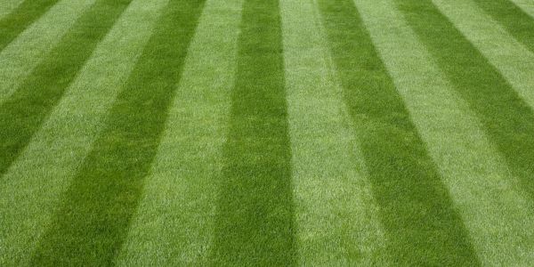 Striped green lawn