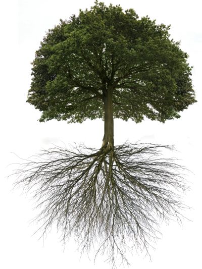 Tree with visible root system.