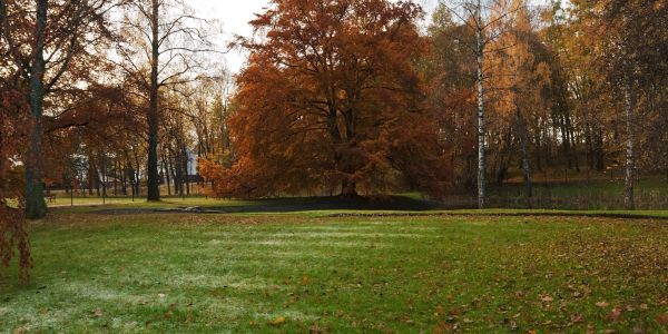 Autumn park scene with colorful trees and green grass.